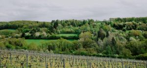 Natur Eibelstadt Maindreieck