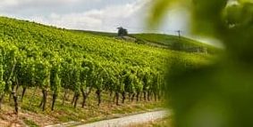 Frickenhausen_36