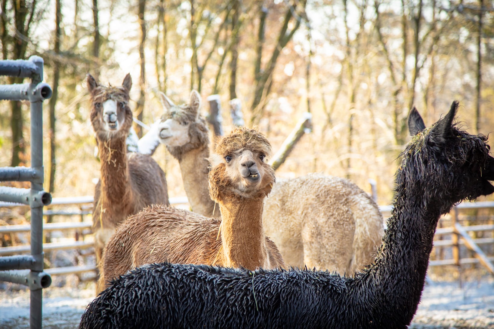 KW 14_Tierpark_co_Mainfränkische Werkstätten_MG_0742